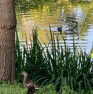 Meet your Posher, Patricia